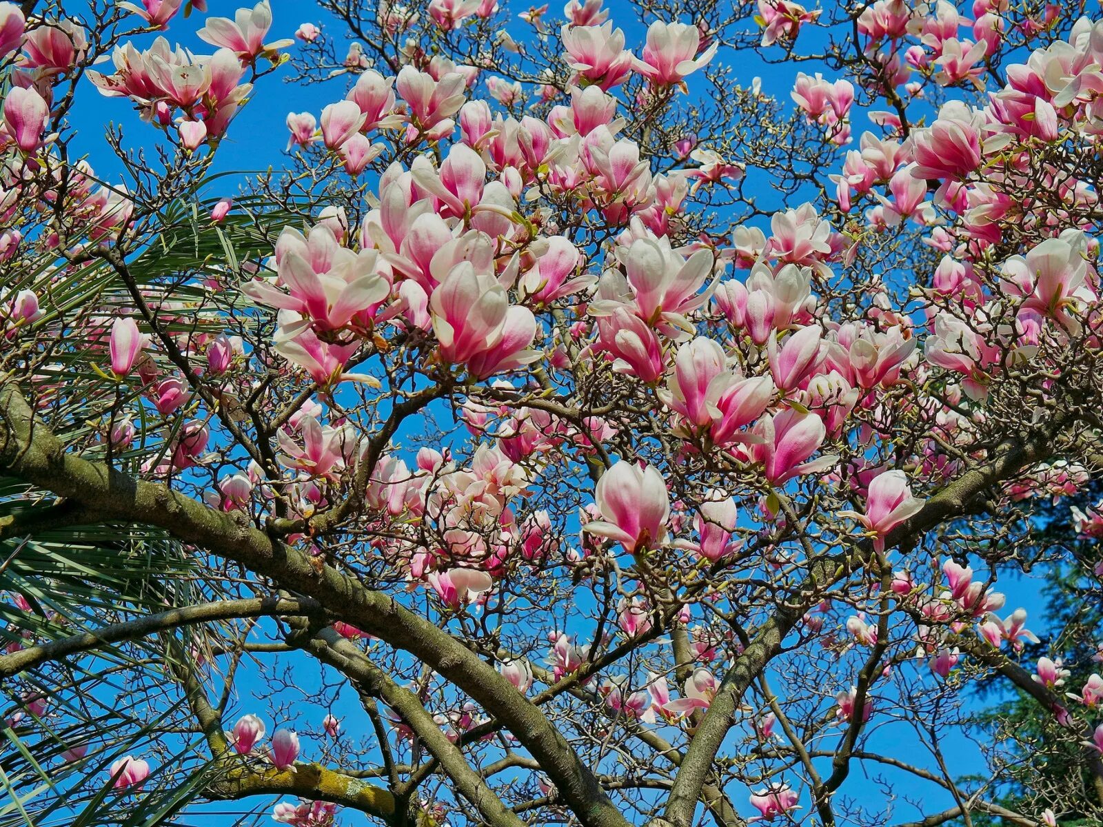 Магнолия фото дерева и цветов когда цветет Download wallpaper the sky, tree, spring, petals, Magnolia, section flowers in r