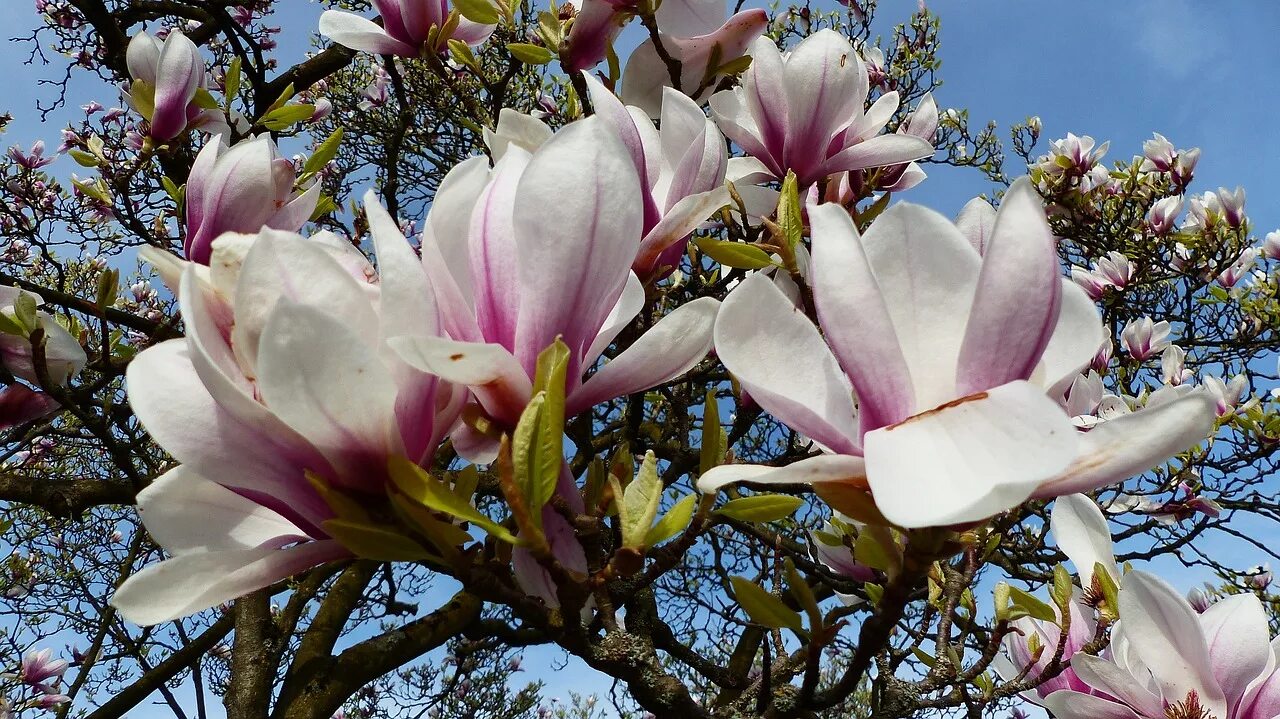 Магнолия фото дерева и цветов когда цветет Download free photo of Flower, magnolia, plant, nature, garden - from needpix.co