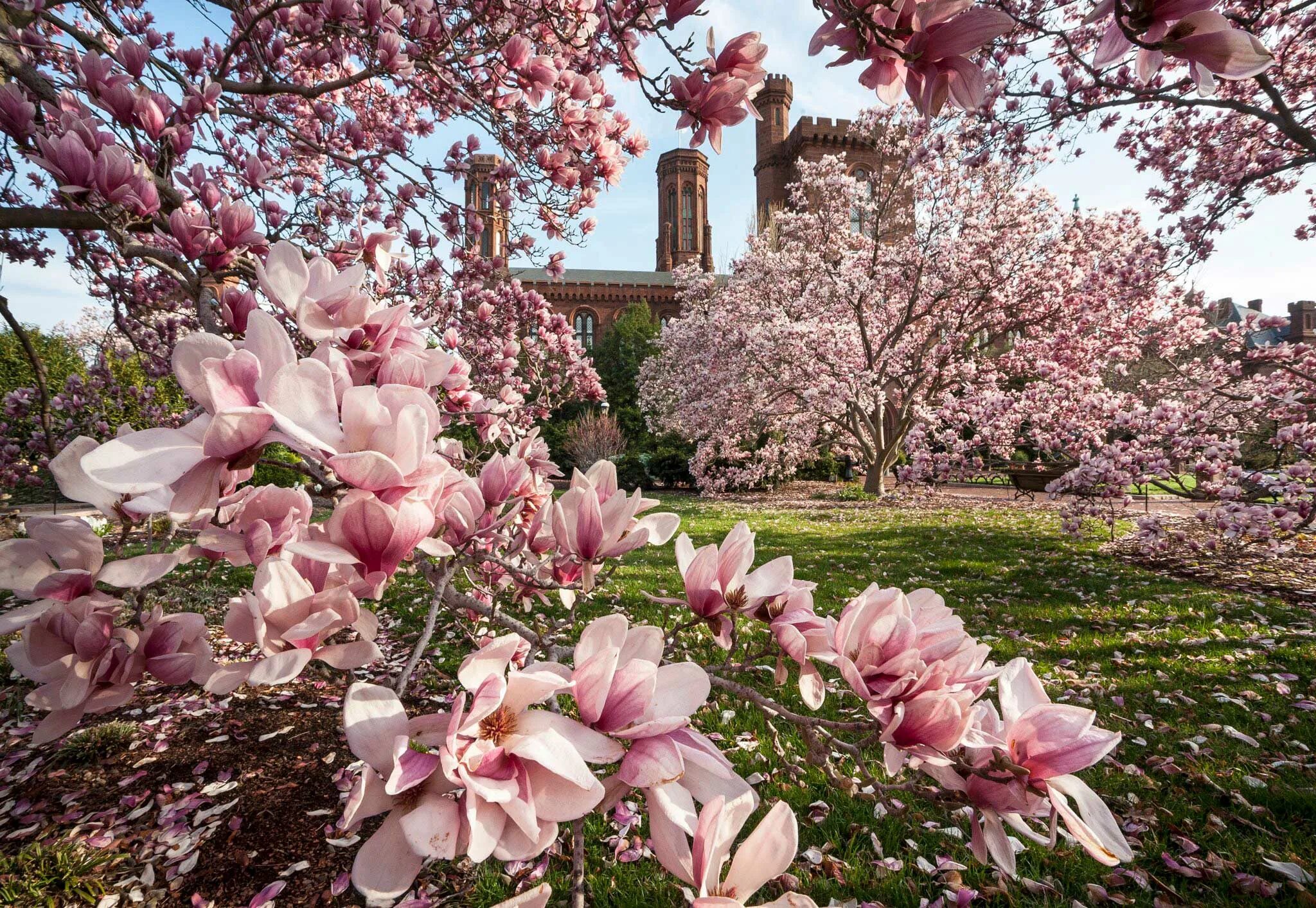 Магнолия фото дерева и цветов когда цветет The difference between cherry blossoms and saucer magnolias Smithsonian Institut