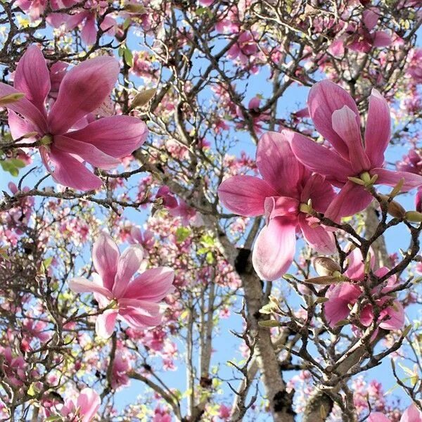Магнолия фото дерева и цветов когда цветет Saucer Magnolia Pink dogwood tree, Ornamental trees, Saucer magnolia tree