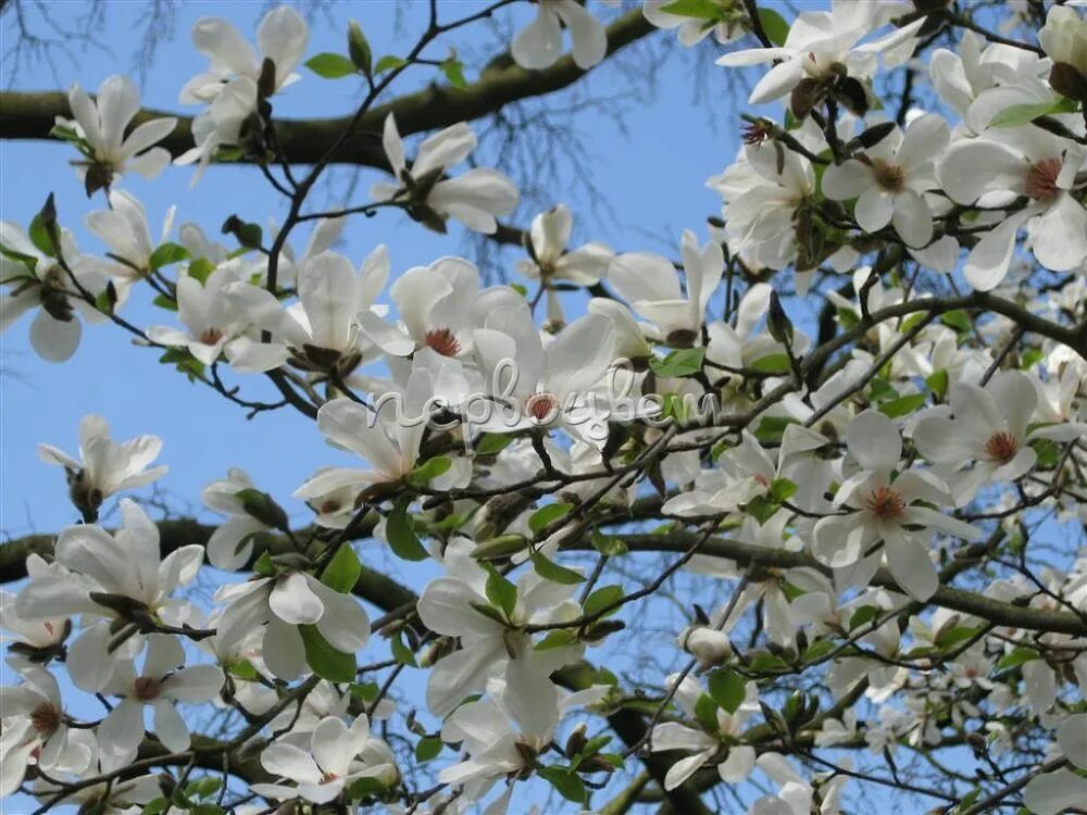 Магнолия кобус фото и описание кустарника Магнолия кобус Изида: купить саженцы Magnolia kobus Isis в Москве по цене 49000 