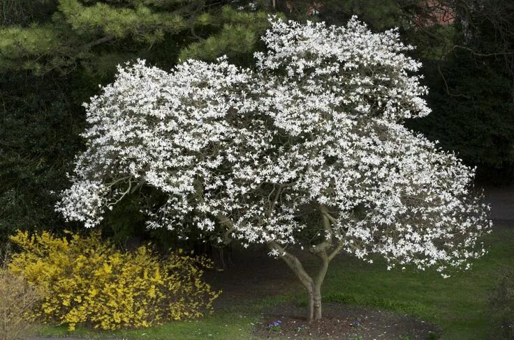 Магнолия кобус фото и описание кустарника magnolia kobus - Google zoeken Flowering trees, Deciduous trees, Garden trees