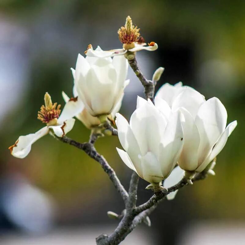 Магнолия кобус фото и описание кустарника Цветы и аксессуары оптом (Воронеж) FloraVita.ru " " Магнолия Кобус