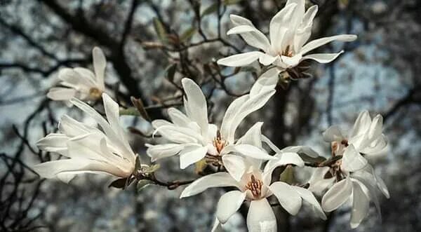 Магнолия кобус фото и описание кустарника Pin on Зима Plants, Garden