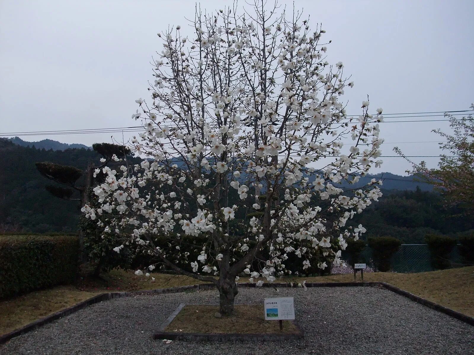 Магнолия кобус фото и описание кустарника File:Magnolia pseudokobus Abe et Akasawa Kobushimodoki.JPG - Wikimedia Commons