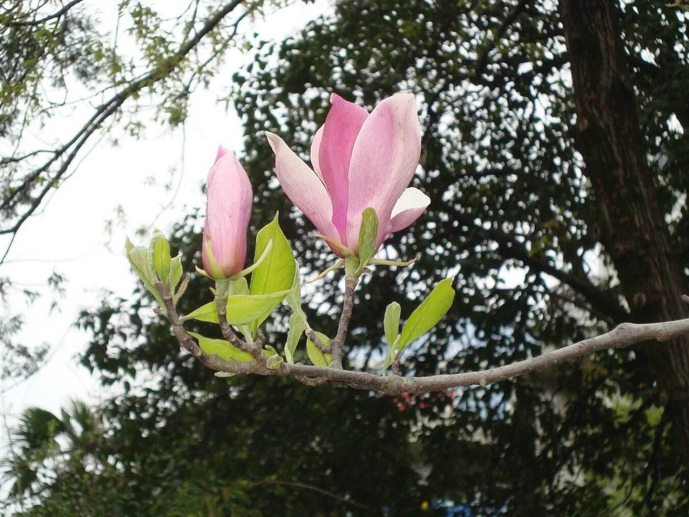 Магнолия краснодар фото Magnolia liliiflora - Image of an specimen - Plantarium