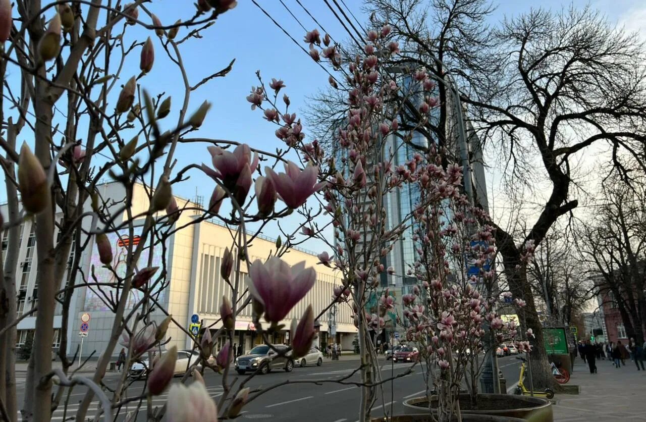 Магнолия краснодар фото В центре Краснодара зацвела магнолия. 31.03.2022 г. Телеканал "Краснодар"