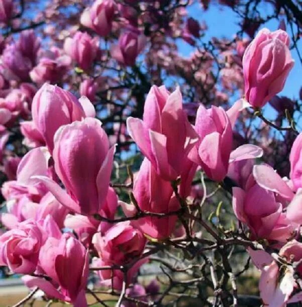 Магнолия краснодар фото Magnolia es resistente a las heladas. Magnolia