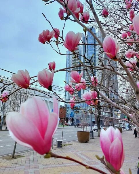 Магнолия краснодар фото Цветущая магнолия в краснодаре - 88 фото
