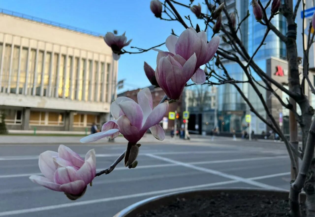Магнолия краснодар фото В центре Краснодара зацвела магнолия. 31.03.2022 г. Телеканал "Краснодар"