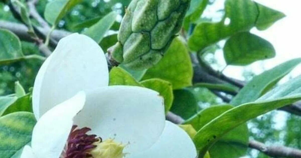 Магнолия купить в калининграде цена и фото В Калининграде во второй раз за лето зацвели магнолии - Новости Калининграда