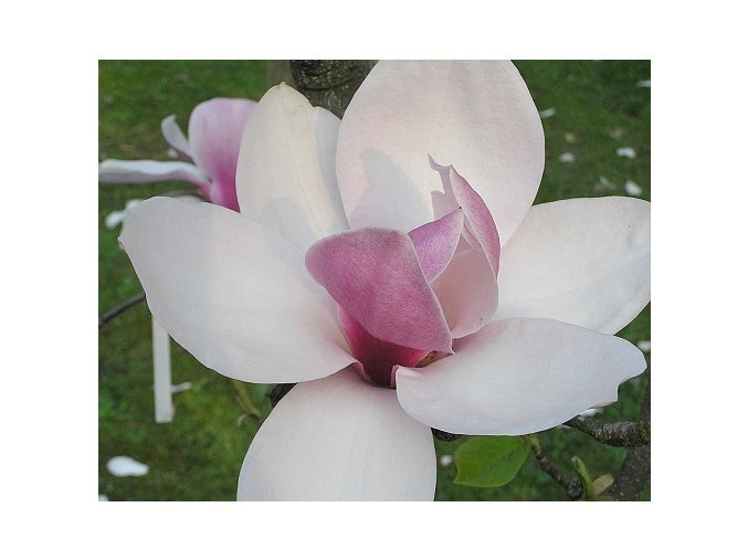 Магнолия купить в калининграде цена и фото Магнолия гибридная Magnolia big dude - купить по выгодной цене teofrast