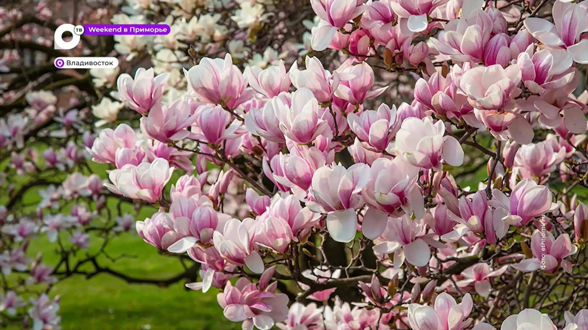 Магнолия кустарник фото Weekend в Приморье. Ботанический сад - смотреть видео онлайн от "ОТВ-Прим Общест