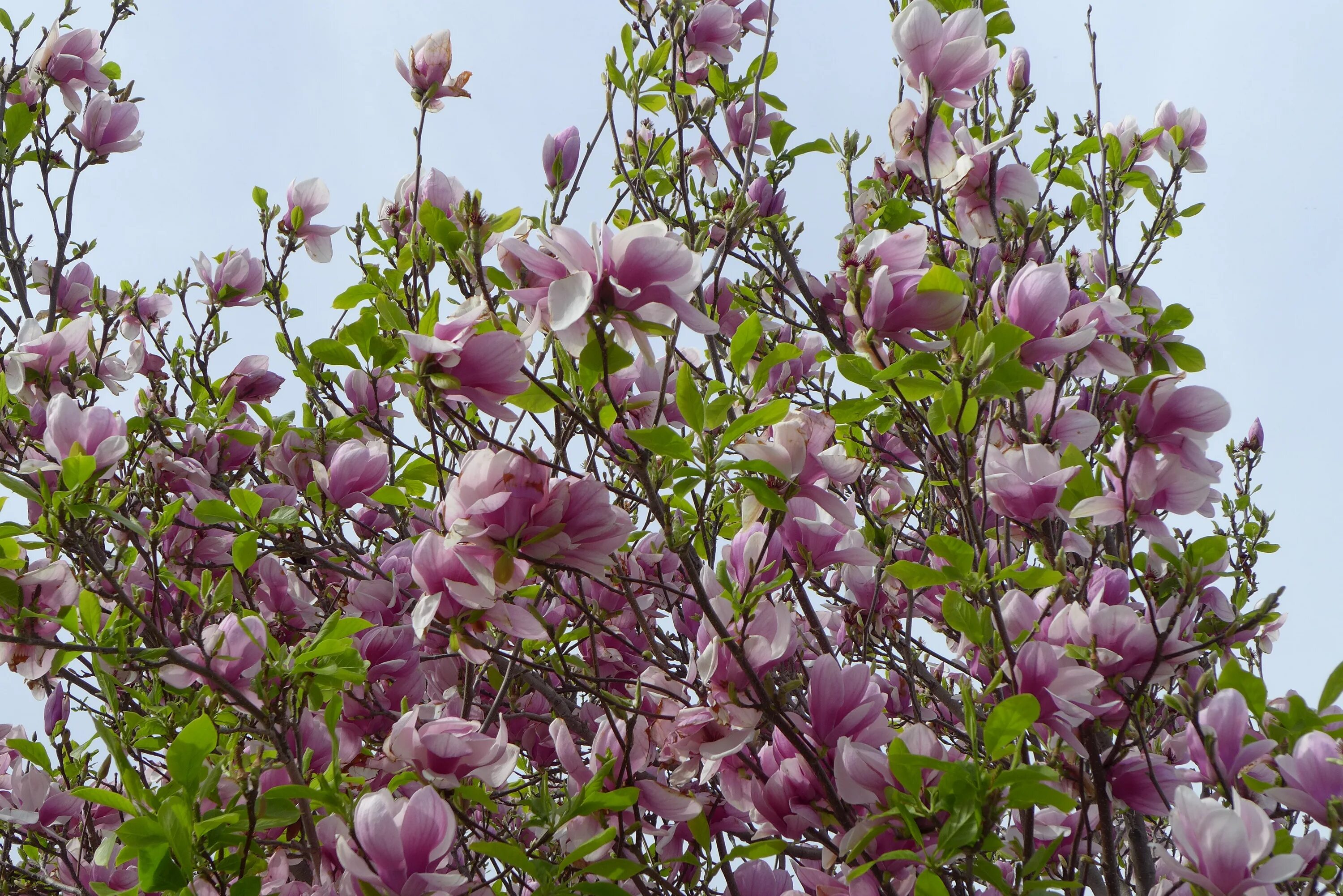 Магнолия кустарник фото Free Images : branch, blossom, petal, spring, produce, botany, garden, pink, flo