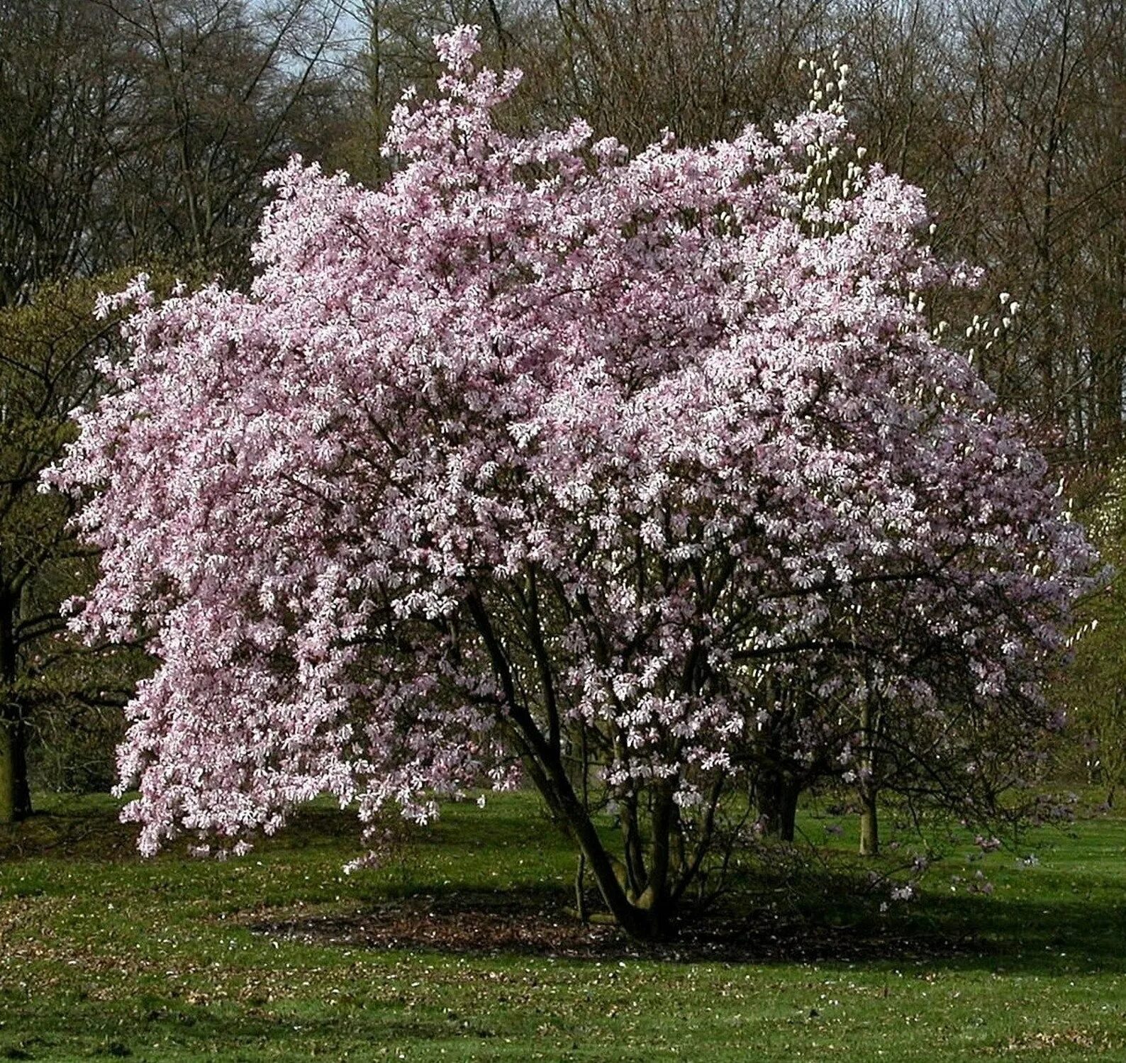 Магнолия кустарник фото Magnolia Leonard Messel 1 Gallon Potted Plant Etsy