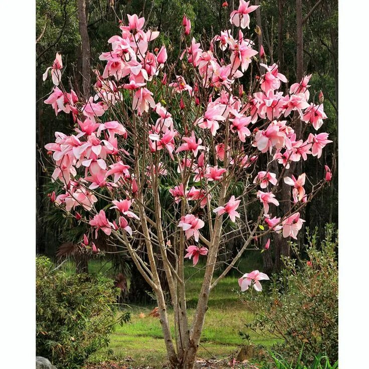 Магнолия кустарник фото и описание Magnolia 'Star Wars' Tree Vorgarten pflanzen, Garten pflanzen, Garten design