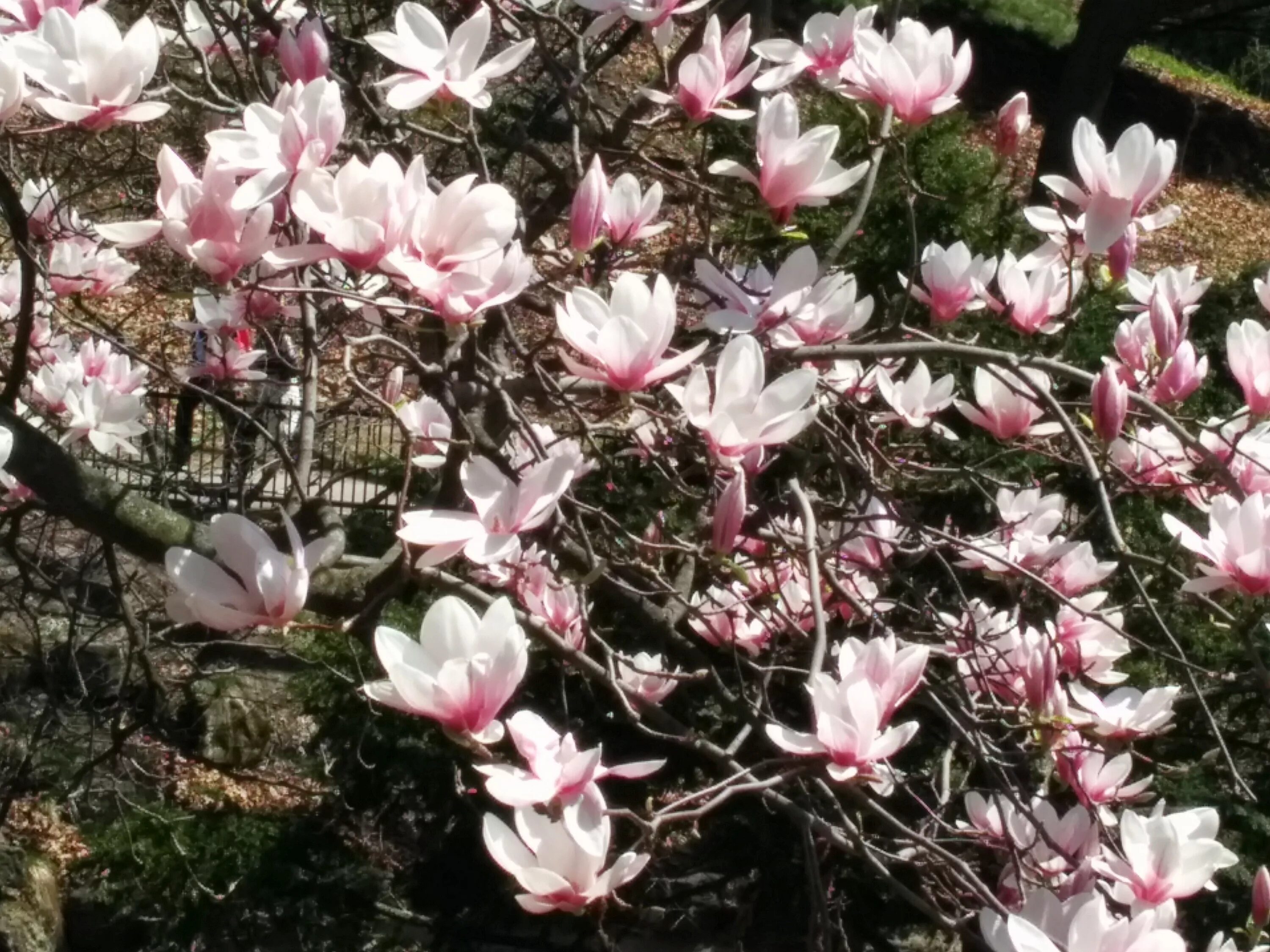 Магнолия кустарник фото и описание Free Images : blossom, flower, petal, shrub, flowering plant, land plant, magnol