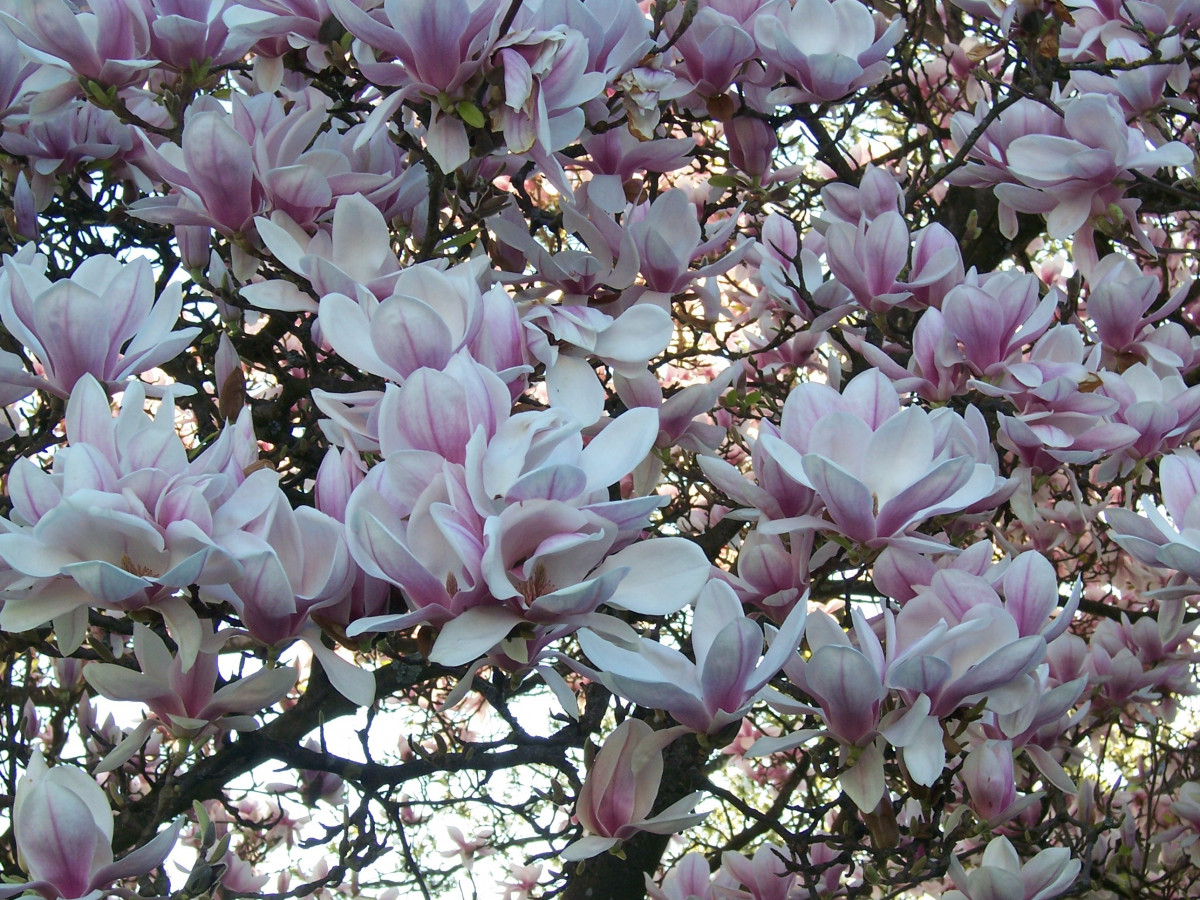 Магнолия кустарник фото и описание Free Images : branch, blossom, flower, petal, spring, botany, colorful, shrub, f