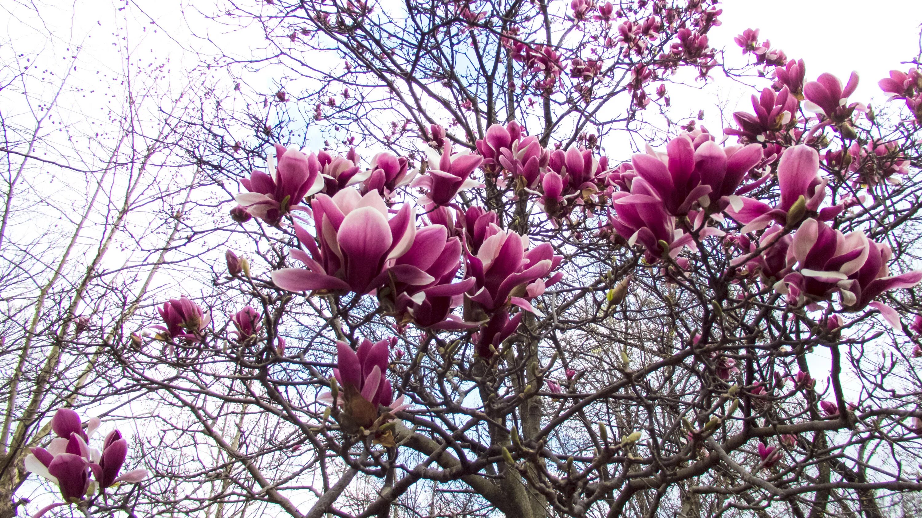 Магнолия кустарник фото и описание Free Images : branch, blossom, flower, petal, produce, botany, flora, shrub, spr