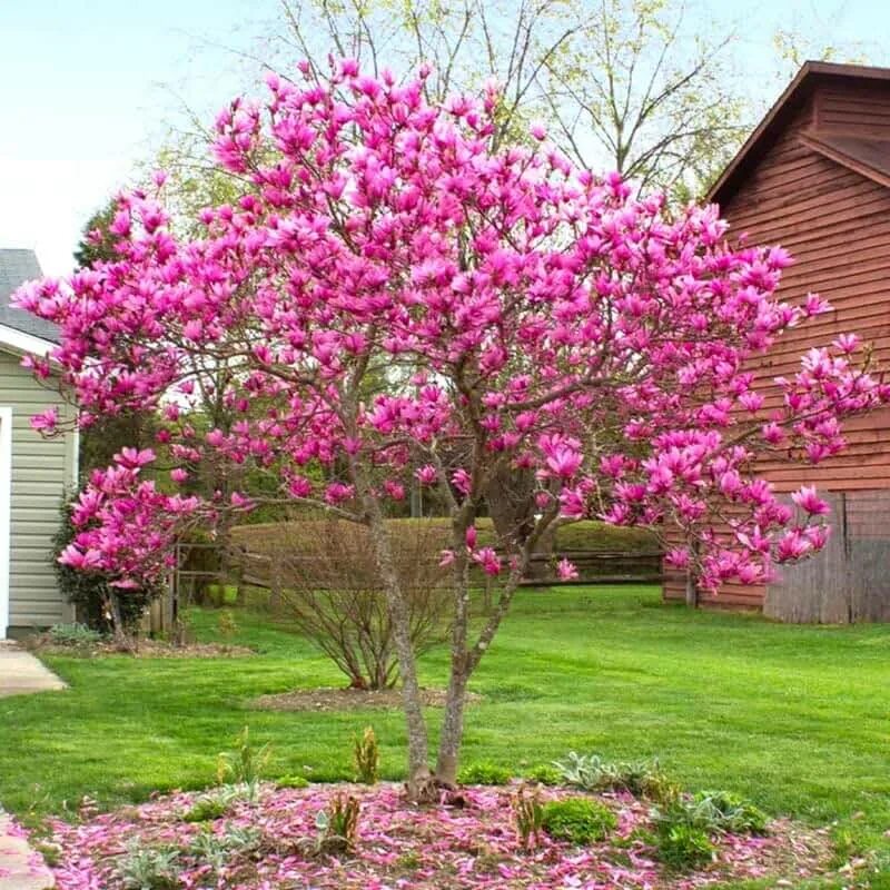 Магнолия кустарник фото и описание Amazon.com: Magnolia Trees