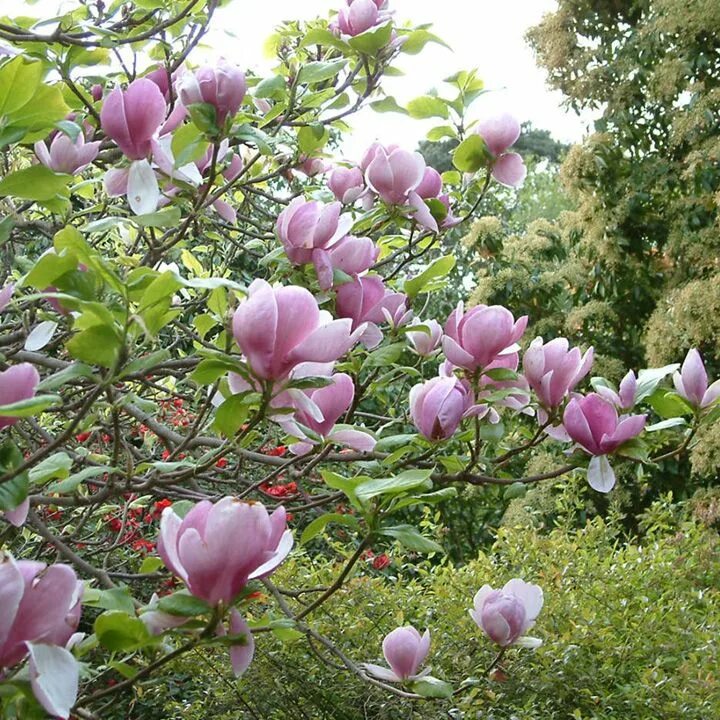 Магнолия кустарник фото и описание Magnolia soulangeana Plant Magnolia soulangeana