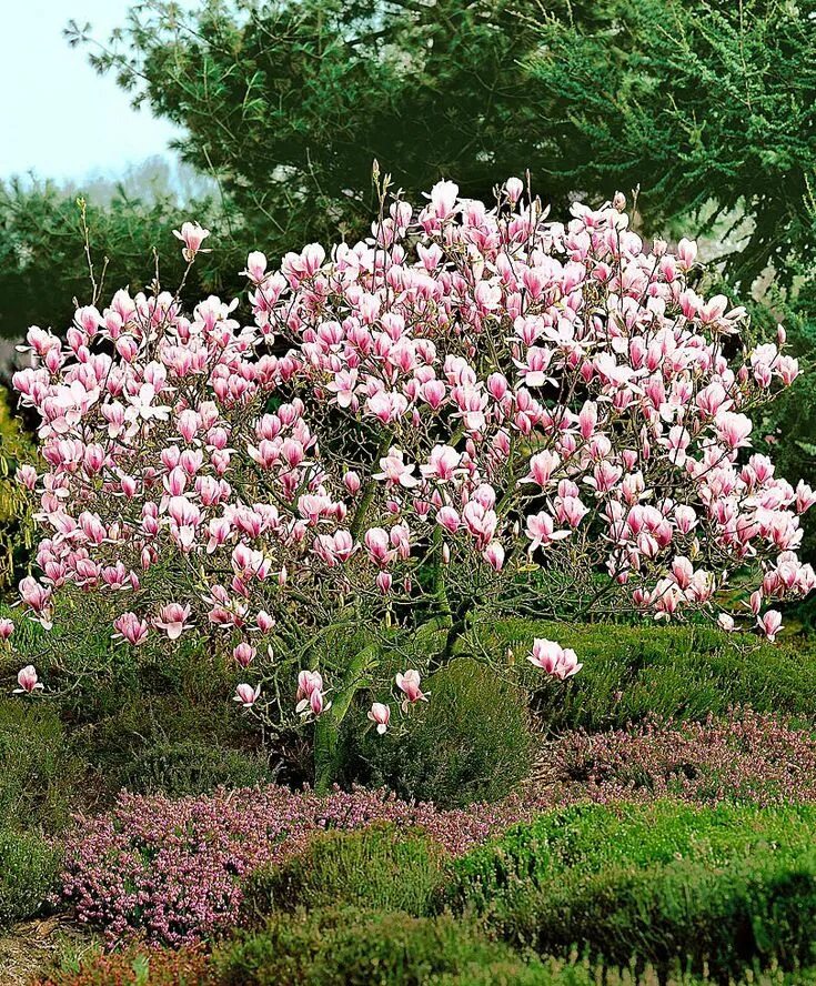 Магнолия кустарник фото и описание Magnolia Magnolia gardens, Magnolia trees, Magnolia soulangeana