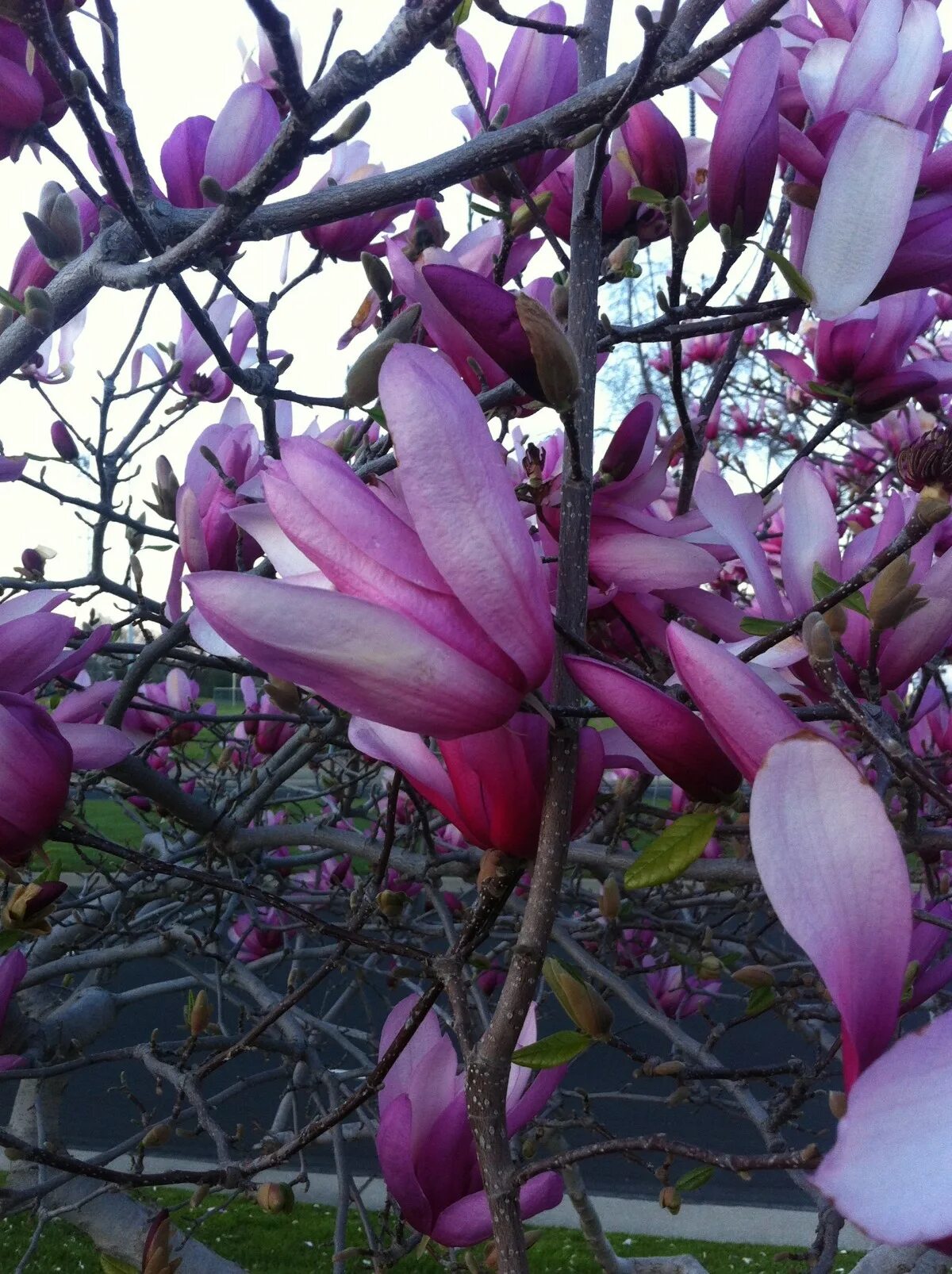Магнолия кустарник фото и описание Free Images : blossom, flower, petal, botany, flora, shrub, flowering plant, lan