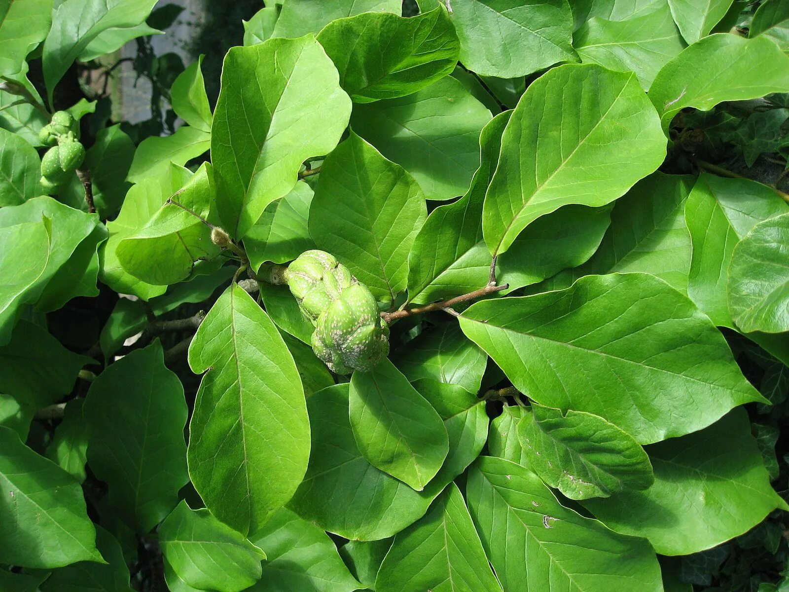 Магнолия листья фото Plant leaves, Plants, Magnolia