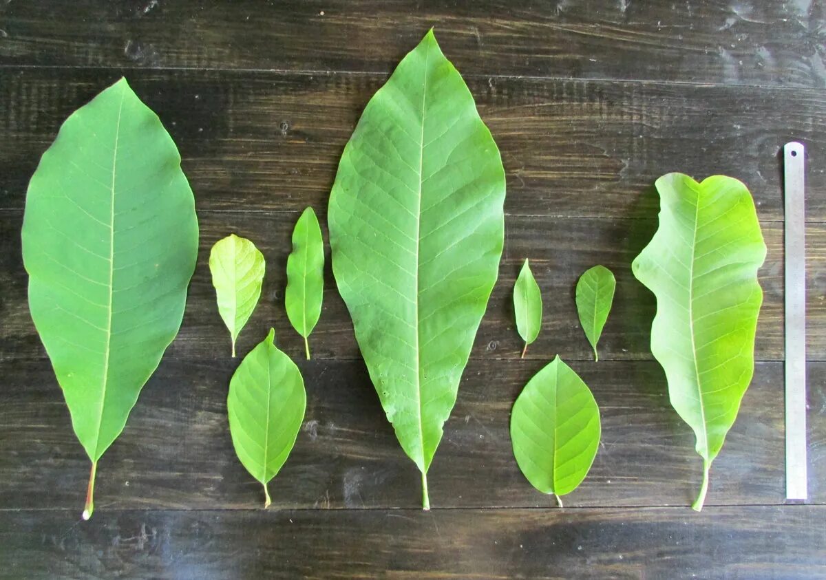 Магнолия листья фото genus Magnolia - Image of an specimen - Plantarium