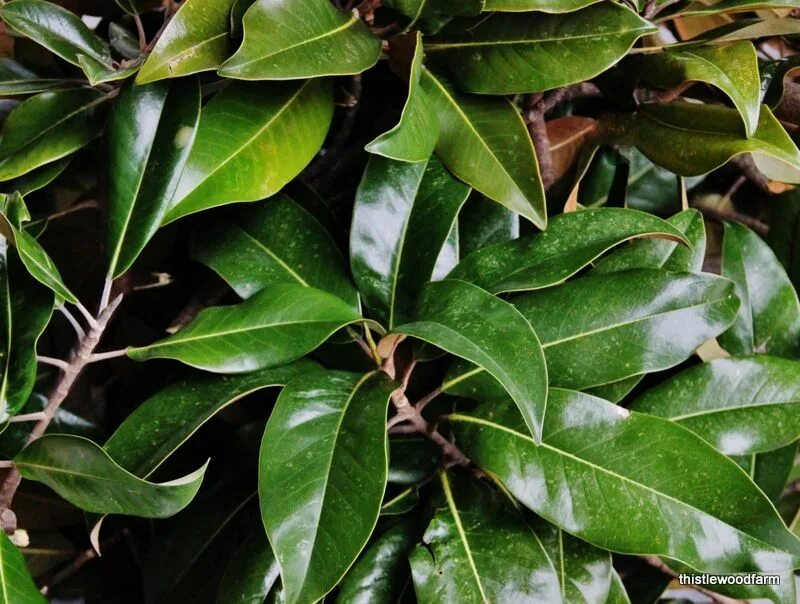 Магнолия листья фото DIY Magnolia Wreath Magnolia leaf wreath, Magnolia leaves, Magnolia