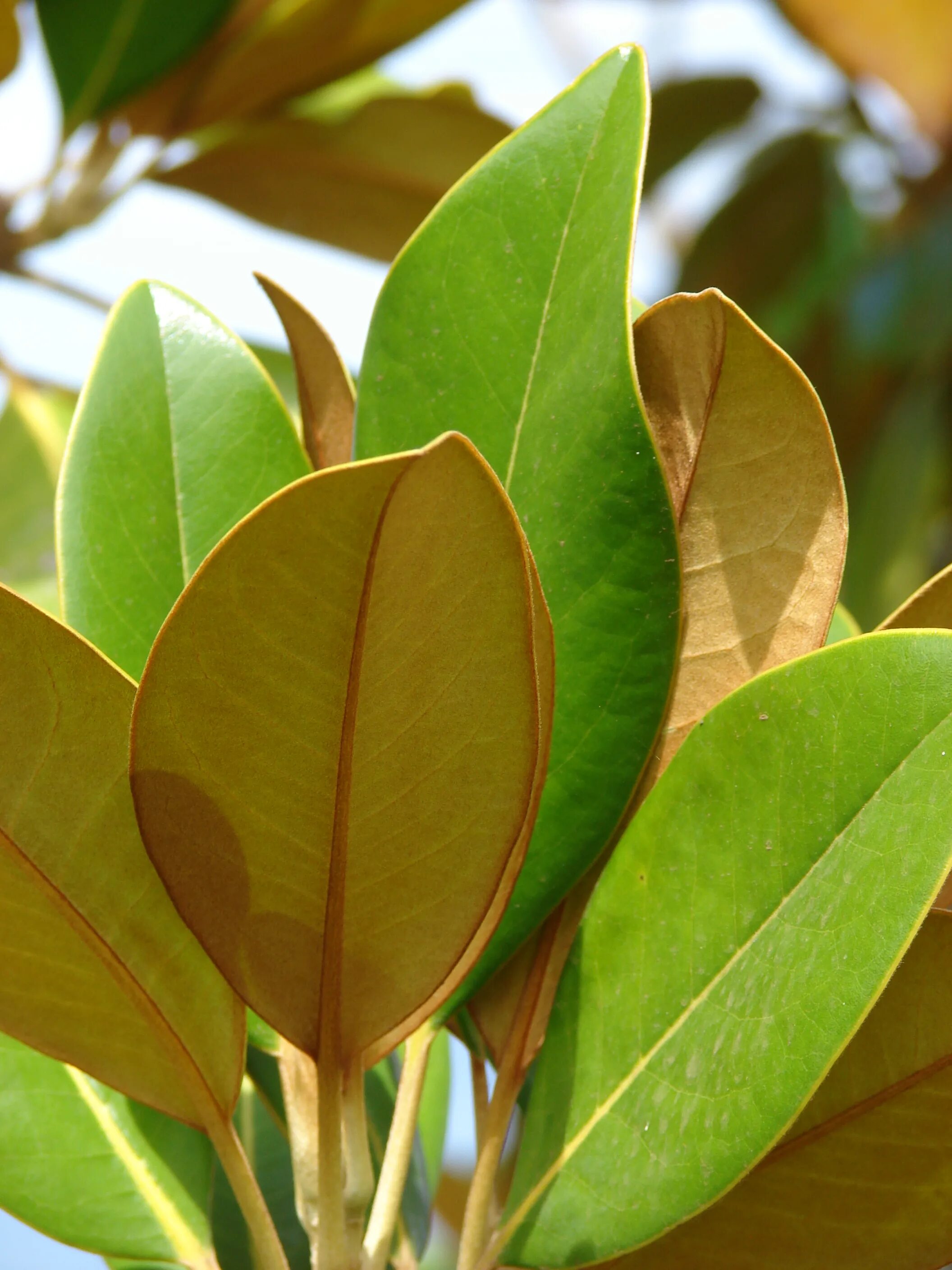 Магнолия листья фото Файл:Starr 070830-8224 Magnolia grandiflora.jpg - Вікіпедія