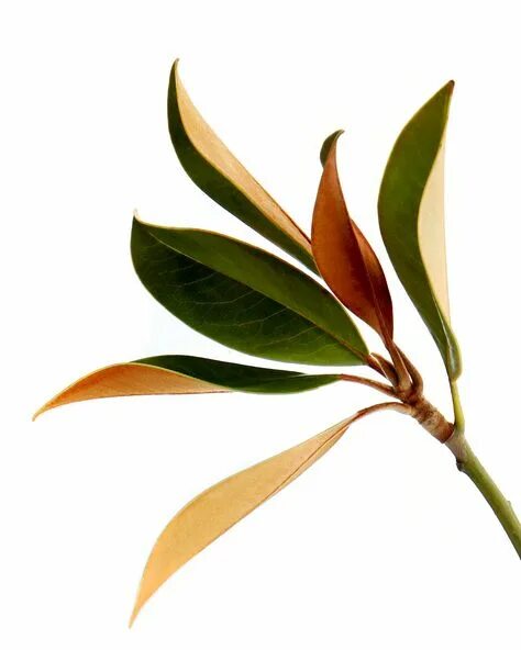 Магнолия листья фото 10 популярных идей на тему "magnolia foliage" для вдохновения