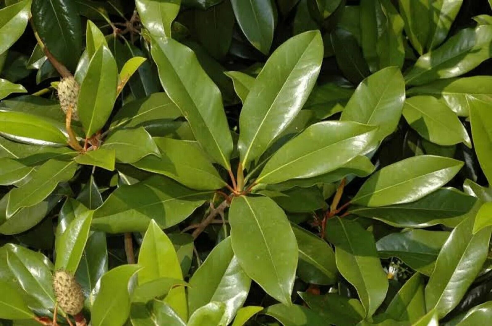 Магнолия листья фото MAGNOLIA SEEDS MAGNOLIA GRANDIFLORA LARGE FRAGRANT BLOOMS SMALL HARDY TREE eBay