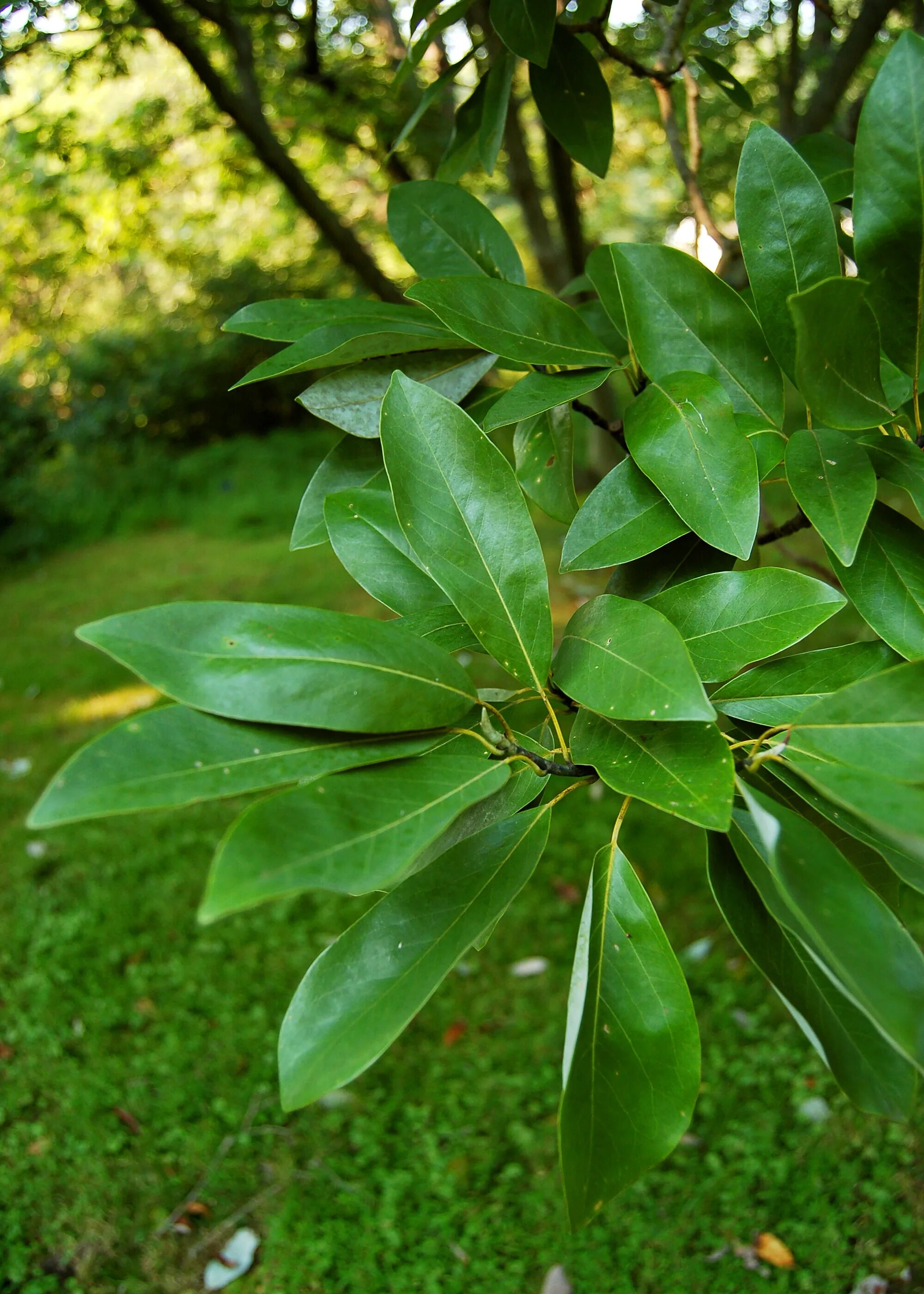 Магнолия листья фото File:Sweetbay Magnolia Magnolia virginiana Leaves 2000px.jpg - Wikipedia