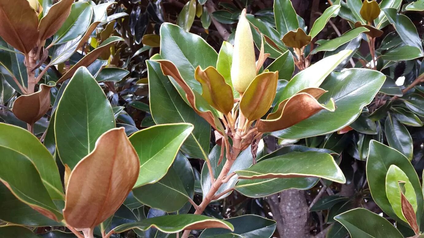 Магнолия листья фото Magnolia grandiflora 'Little Gem' - Alpine Nurseries