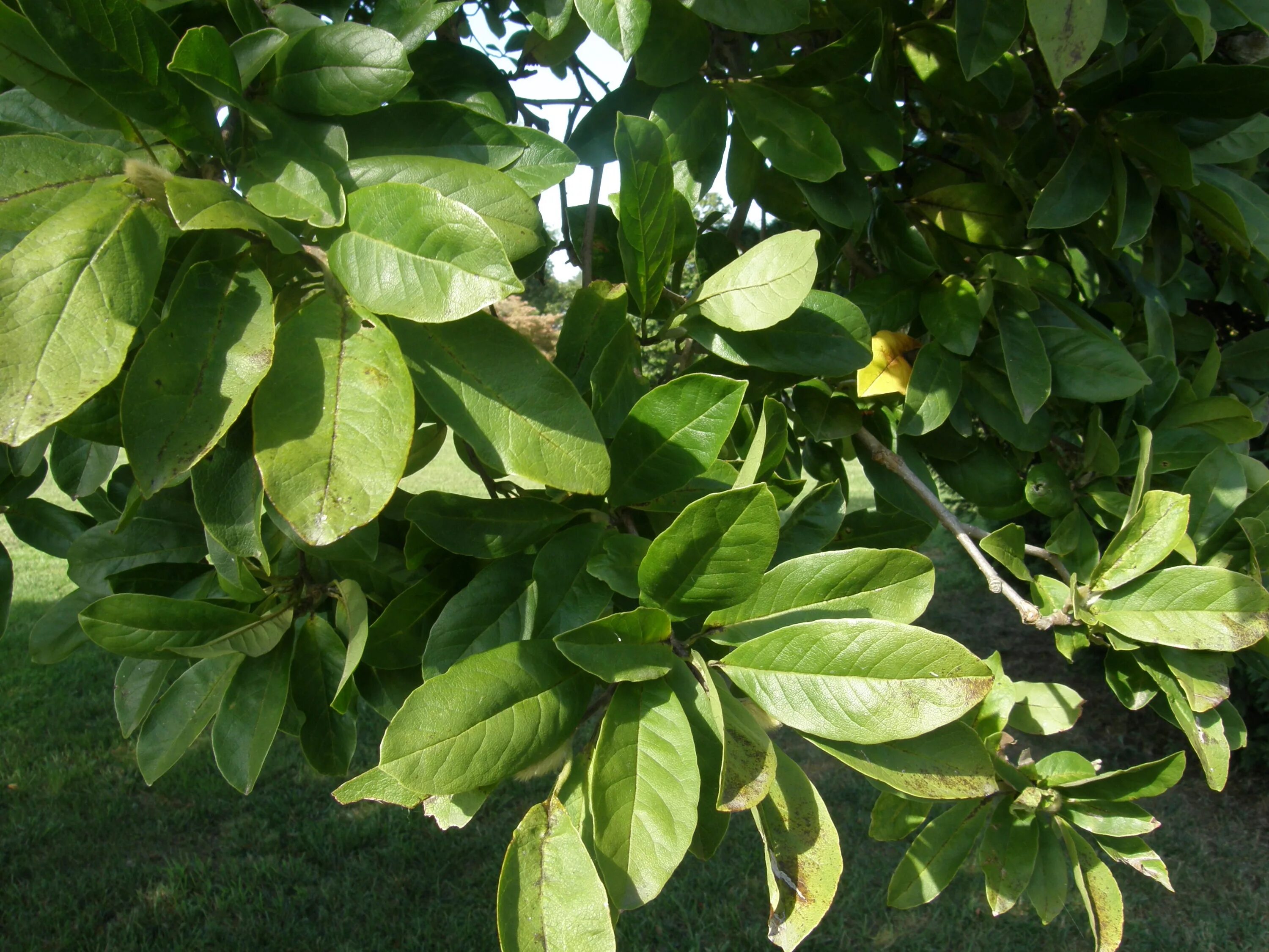 Магнолия листья фото Файл:Magnolia stellata leaves.jpg - Википедия