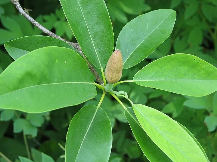 Магнолия листья фото Magnolia virginiana - Wikipedia