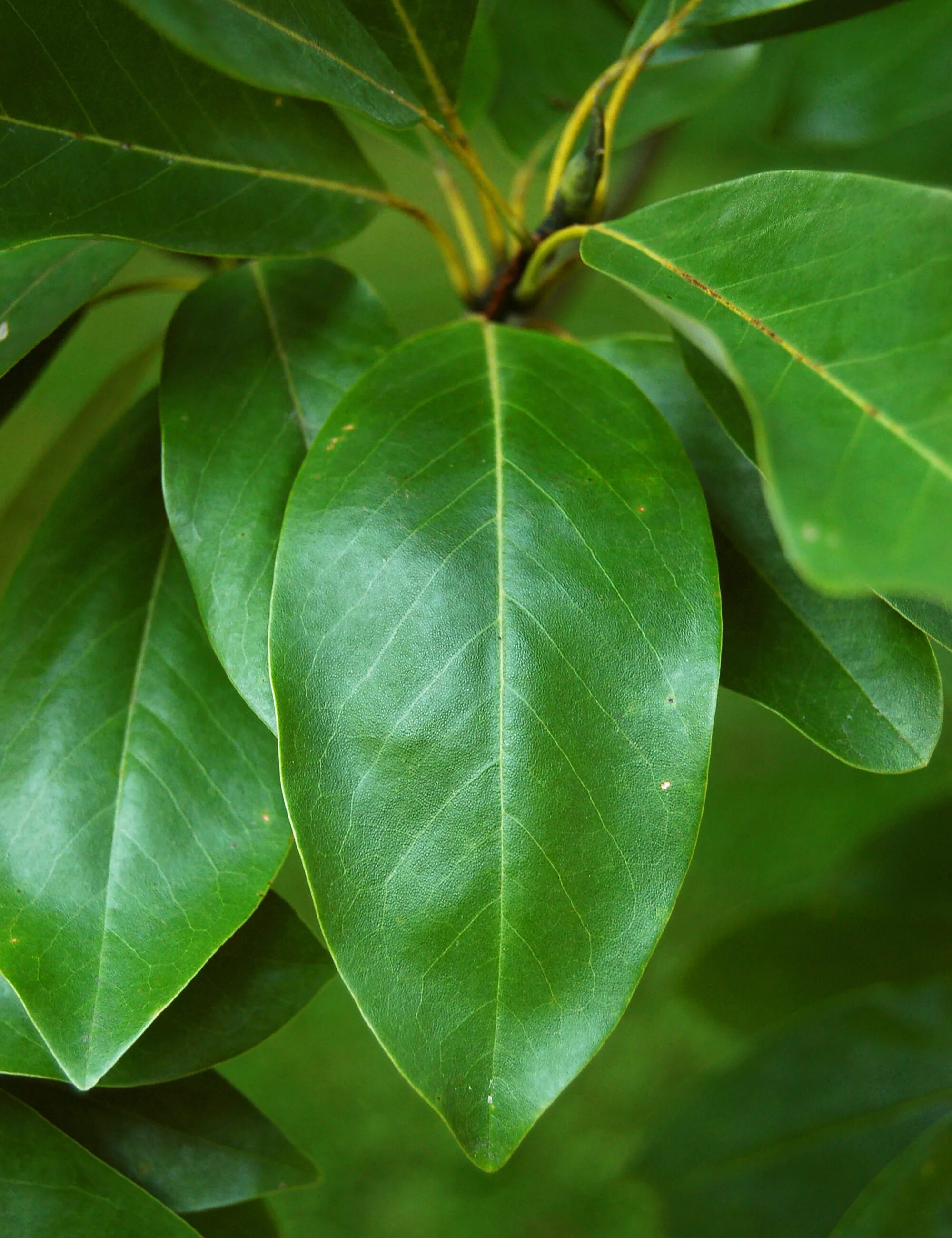 Магнолия листья фото File:Sweetbay Magnolia Magnolia virginiana Leaf 2000px.jpg - Wikipedia
