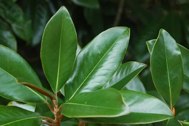 Магнолия листья фото leaves that look like magnolia - Google Search Magnolia leaves, Southern magnoli