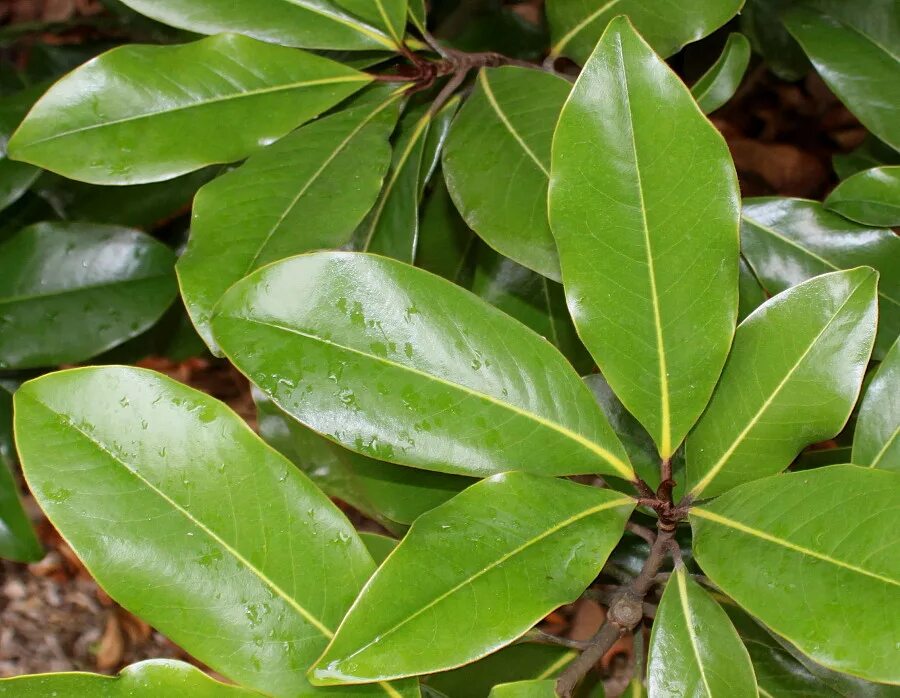 Магнолия листья фото Magnolia grandiflora - Image of an specimen - Plantarium