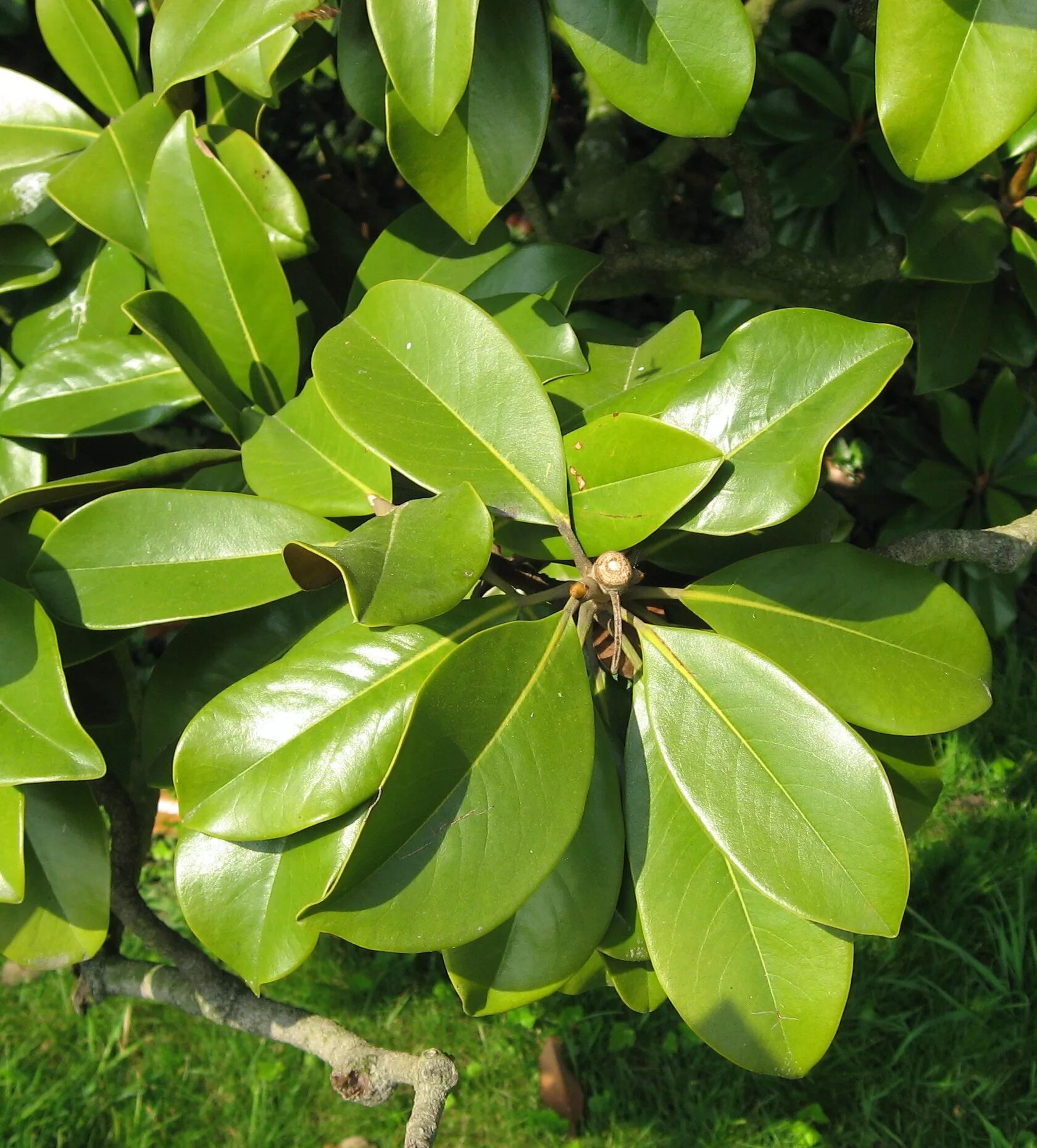 Магнолия листья фото Файл:Magnolia grandiflora leaves by Line1.jpg - Википедия