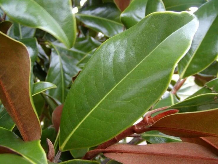 Магнолия листья фото Bracken Magnolia Leaves Magnolia colors, Magnolia, Magnolia trees