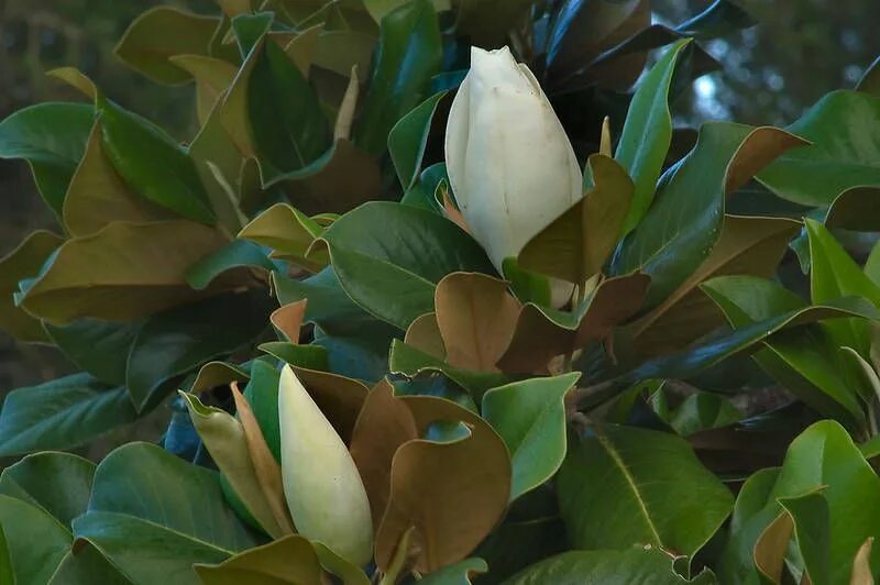 Магнолия листья фото Texas State Tree Blooming magnolia tree in Washington-on-the-Brazos State ... Ma