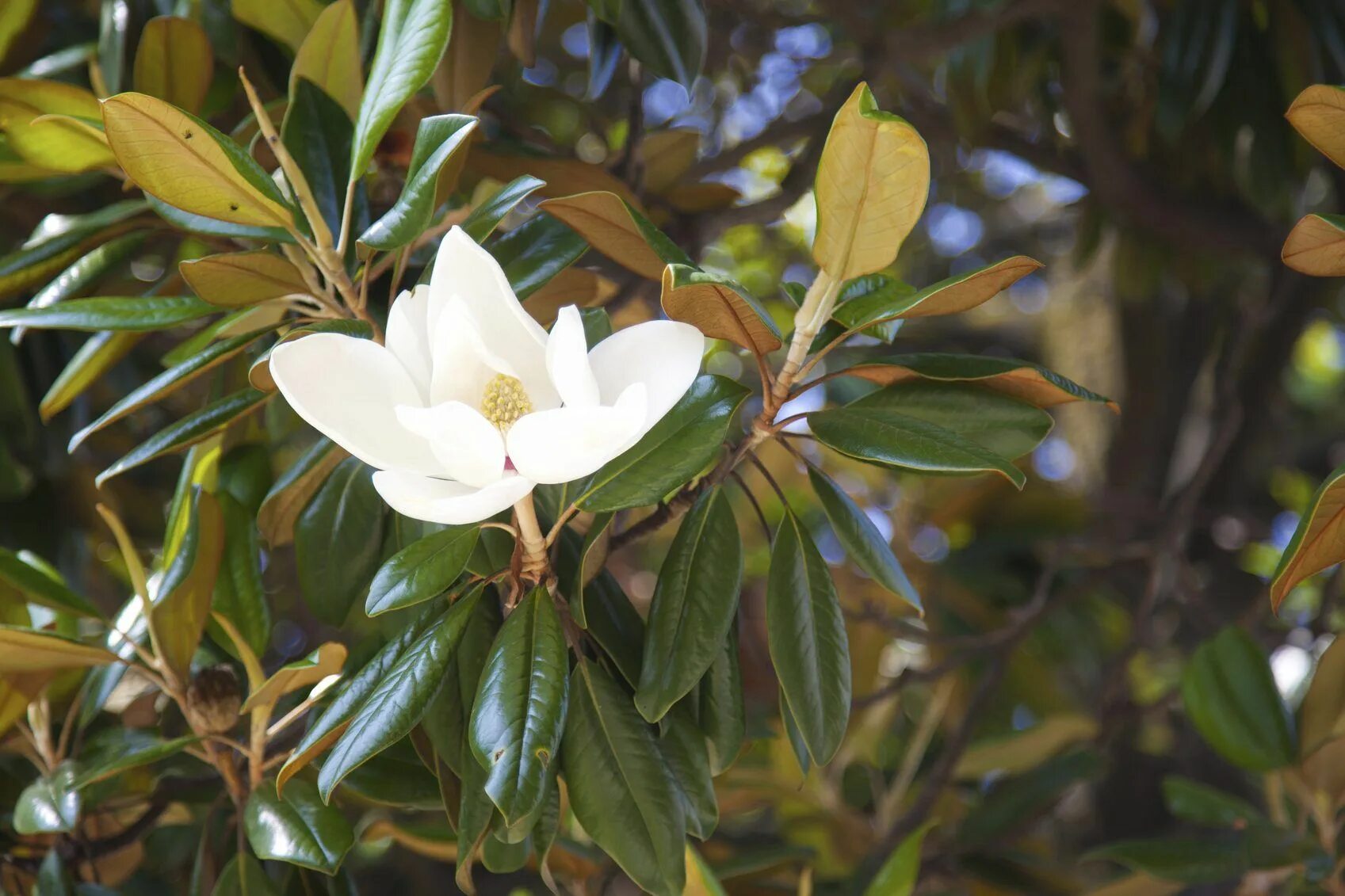 Магнолия листья фото Yellow Magnolia Leaves: What To Do About A Magnolia Tree With Yellowing Leaves M
