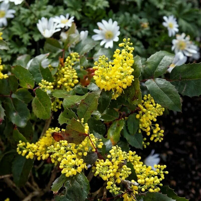 Магнолия падуболистная фото и описание кустарника Саженцы магонии Mahonia - купить по низкой цене на Яндекс Маркете