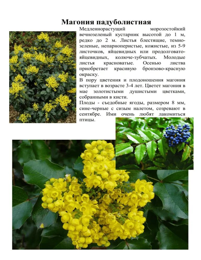 Магнолия падуболистная фото и описание кустарника Картинки МАГОНИЯ ПАДУБОЛИСТНАЯ ПОСАДКА И УХОД В ОТКРЫТОМ