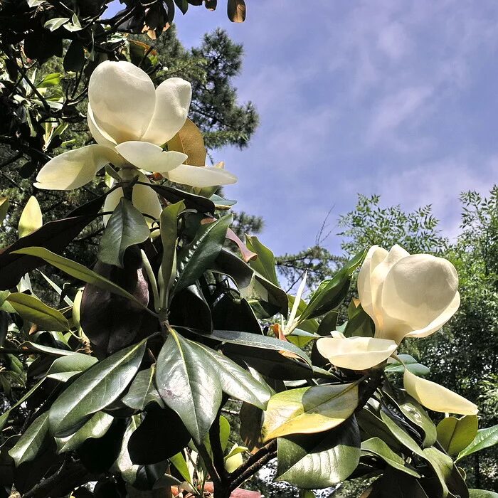 Магнолия сочи фото Magnolia grandiflora - Image of an specimen - Plantarium