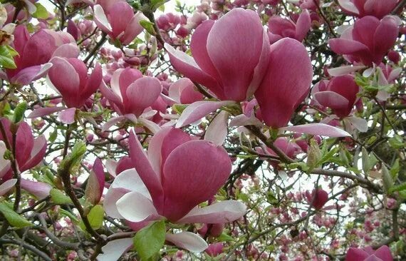 Магнолия сочи фото цветов SAUCER MAGNOLIA Hardy Soulangeana Tree Shrub Pink Flowers Etsy in 2022 Magnolia 
