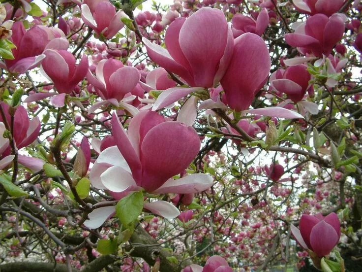 Магнолия суланжа фото и описание кустарника Saucer Magnolia Magnolia soulangeana, Magnolia trees, Pink flowers wallpaper