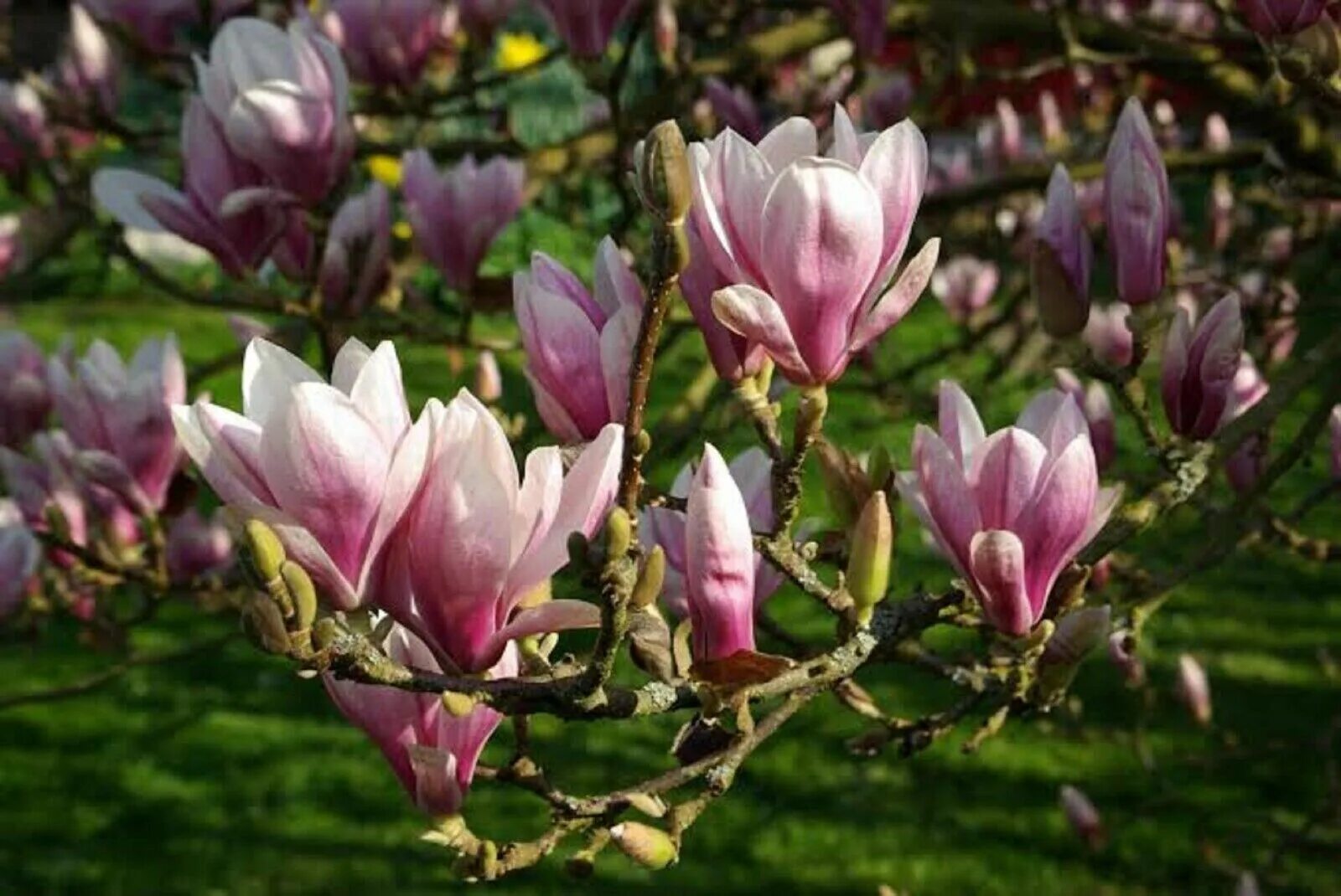 Магнолия суланжа фото и описание кустарника MAGNOLIA SEEDS MAGNOLIA GRANDIFLORA LARGE BLOOMS eBay